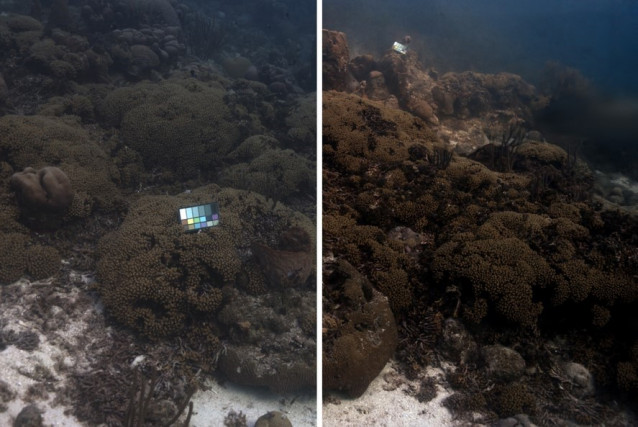 SeaSplat, una nueva herramienta de corrección de color, reconstruye los colores reales de una imagen submarina tomada en Curazao. La foto original está a la izquierda y la versión corregida con SeaSplat, a la derecha.