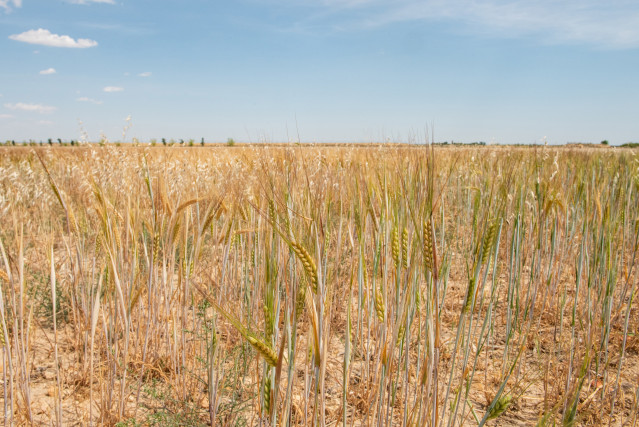 Archivo - Campo de trigo.