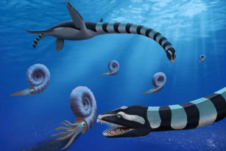 Dos individuos de Traskasaura sandrae cazan el amonita Pachydiscus en el Pacífico norte durante el Cretácico Superior