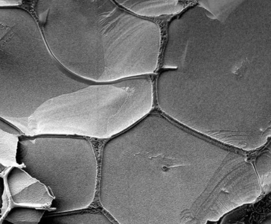 Las venas de salmuera líquida, donde las moléculas de ARN pueden replicarse, rodean los cristales de hielo sólido en el hielo de agua, como se observa con un microscopio electrónico.