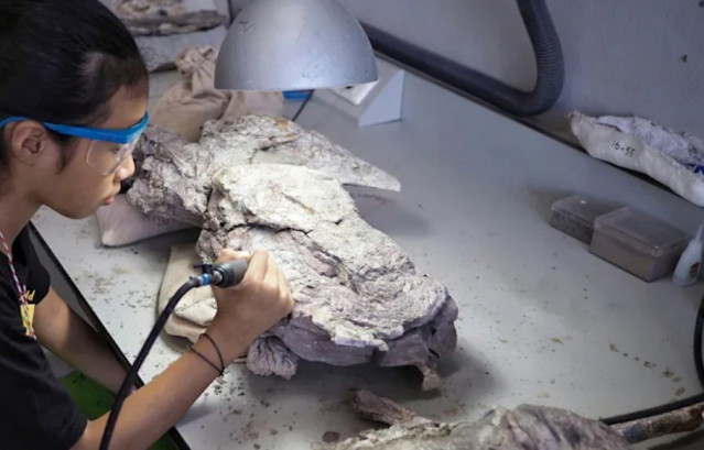 Los marcadores peptídicos en el colágeno pueden ayudar a identificar especies a partir de fragmentos de hueso demasiado dañados para reconocerlos y de fósiles encontrados en lugares demasiado cálidos o húmedos para preservar el ADN.
