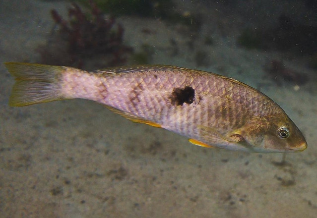 Una hembra de pez moteado/paketi (una especie endémica de lábrido) en el Laboratorio Gemmell de la Universidad de Otago.