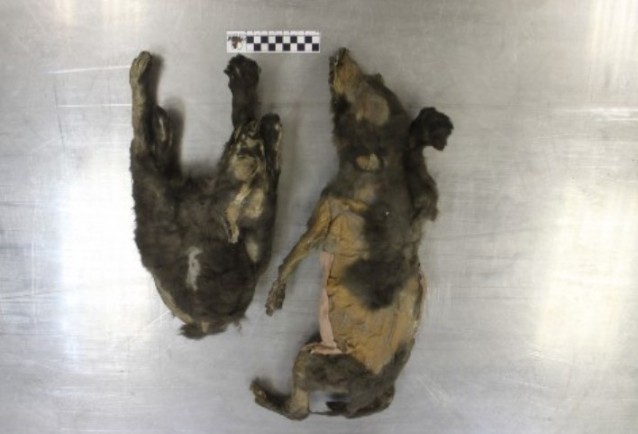 Cachorros de Tumat