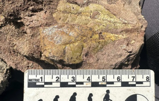 Los investigadores utilizaron fósiles, como éste de una hoja antigua, de un yacimiento del Mioceno temprano en Kenia para aprender más sobre los entornos en los que evolucionaron los primeros simio