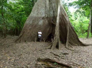 Los niveles extremos de inundación de los ríos alcanzan varios metros de profundidad, como lo indica el tono más oscuro de la corteza de este árbol proveniente de los bosques inundados estacionalm