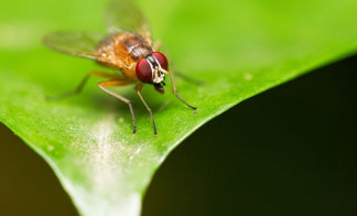 Los insectos Drosophila melanogaster se alimentan de fruta podrida y desempeñan importantes funciones de reciclaje de nutrientes, pero las investigaciones muestran que la exposición al clortalonil l