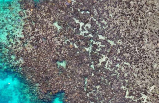 El equipo analizó el estado del coral antes y después del blanqueamiento. Esta imagen fue captada con un dron después del blanqueamiento.