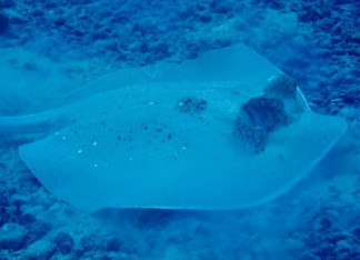 Aspecto de la nueva especie de raya Neotrygon romeoi.