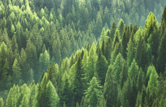 Los bosques europeos absorben cada vez menos carbono