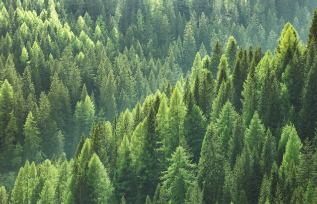 Los bosques europeos absorben cada vez menos carbono