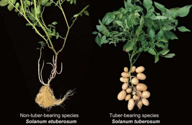 Especies de la planta de patata que producen y que no producen tubérculos