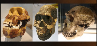 Cronológicamente, desde la izquierda, las muelas de los ancestros humanos se alargaron a lo largo de milenios para seguir una dieta rica en plantas herbáceas con un alto contenido en carbohidratos.