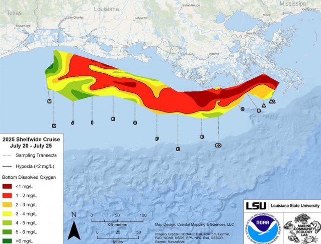 Imagen que muestra el mapa de la zona de hipoxia del Golfo medida, del 20 al 25 de julio de 2025. El área roja indica 2 mg/L de oxígeno o menos, el nivel que se considera hipóxico, en el fondo del lecho marino.