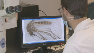 Archivo - Investigadores de la UEx estudian el mosquito que transmite el virus del Nilo.