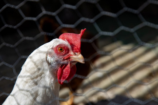 Archivo - Una gallina dentro de una casa, a 19 de marzo de 2024, en El Berrueco, Madrid (España). El municipio de El Berrueco se localiza a orillas del embalse de El Atazar en un entorno natural rode