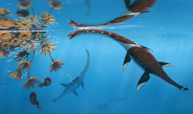 Plesionectes longicollum