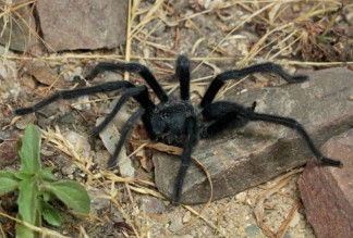 Satyrex ferox, macho, de Omán.