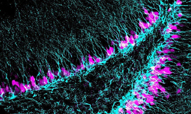 Región del cerebro donde se generan nuevas neuronas (azul) a lo largo de toda la vida