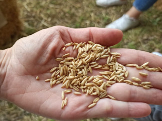 Archivo - La avena es un cereal con magníficas propiedades y cada vez más presente en productos de belleza y cosmética