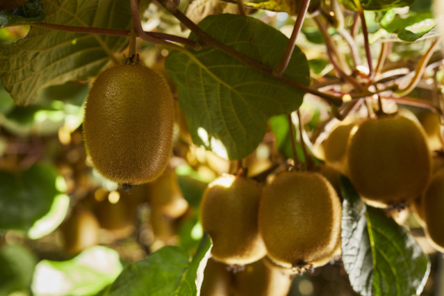 Kiwi verde.