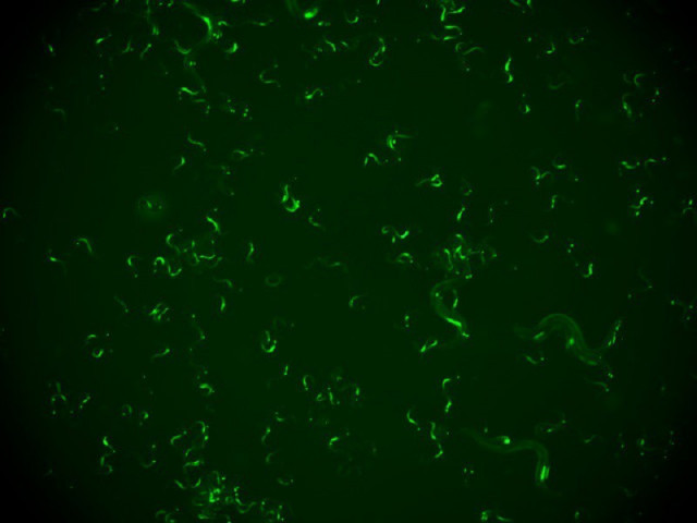 Grupo de 'C. Elegans' infectados visualizados con una lupa. La fluorescencia verde corresponde con las células infectadas y permite distinguir animales infectados de sanos.