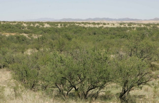El reverdecimiento global provoca una pérdida significativa de humedad del suelo, según un nuevo estudio