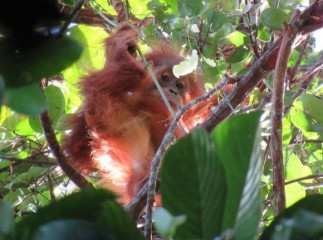 Orangután inmaduro mirando hacia abajo a través de las ramas