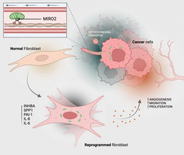 Así es como las células cancerosas transfieren sus mitocondrias (verde) a las células del tejido conectivo (fibroblastos).