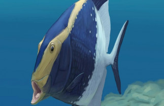 Platysomus parvulus