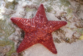 Estrella de mar