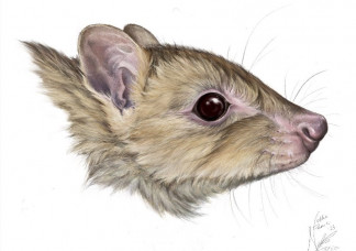 Ilustración de un bettong