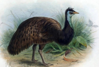 Emú de Tasmania, especie extinta