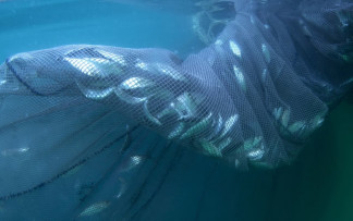 La sobrepesca, la degradación del hábitat y la contaminación juntas resultan en pérdida de biomasa de peces y capturas más pequeñas.
