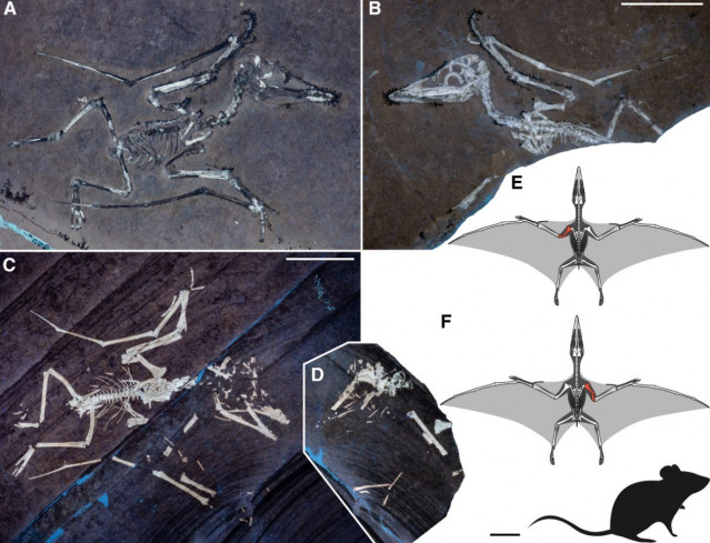 Ejemplares neonatales de Pterodactylus antiquus que muestran fracturas de alas perimortem
