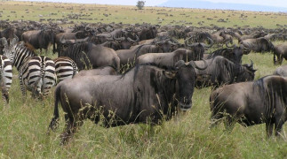 Panrámica del Serengeti durante la Gran Migración de Ñus