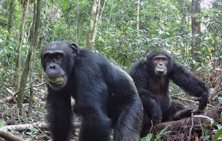 Dos chimpancés machos con bocados del fruto parecido a la ciruela del árbol perenne Parinari excelsa en el Parque Nacional de Taï en Costa de Marfil en 2021.