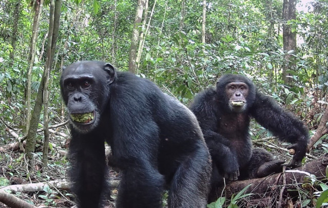 Dos chimpancés machos con bocados del fruto parecido a la ciruela del árbol perenne Parinari excelsa en el Parque Nacional de Taï en Costa de Marfil en 2021.