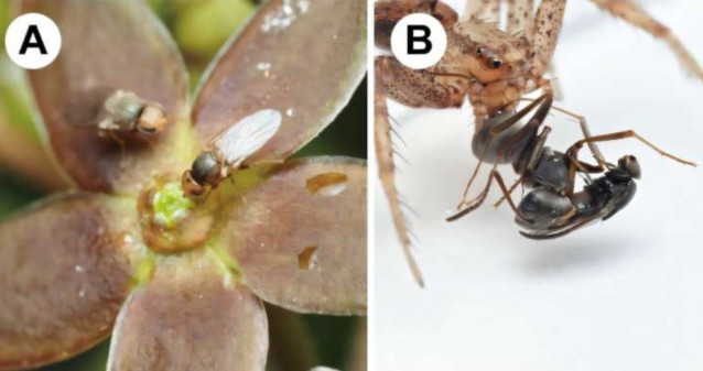 La mosca de la hierba visitando las flores (A) y la araña cleptoparásita cazando hormigas (B).