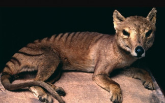 El tilacino estaba entre las 17 especies de grandes mamíferos halladas en una cueva australiana, representando ecosistemas completamente transformados por la actividad humana durante los últimos 10.