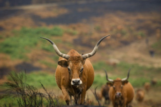 Archivo - Varias vacas en terrenos calcinados de la ganadería de alta montaña de Mario Nogueira, a 29 de agosto de 2025, en Quiroga, Lugo, Galicia (España). Todos los incendios declarados en Galici