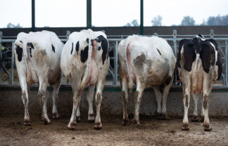 Archivo - Varias vacas lecheras, de la raza bovina frisona, comen pienso y cereales, en las instalaciones de la granja, Sociedad Agraria de Transformación (SAT) Hermanos Miguel, a 19 de marzo, en Tal