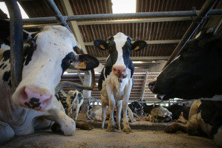 Archivo - Vacas de una ganadería de lácteo en Sabadelle, a 7 de agosto de 2023, en Chantada, Lugo, Galicia (España). Ganaderos gallegos han denunciado en los últimos días 'abandono' por parte de 