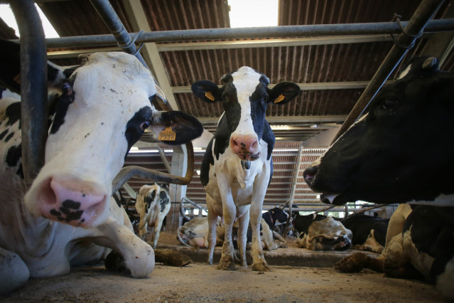 Archivo - Vacas de una ganadería de lácteo en Sabadelle, a 7 de agosto de 2023, en Chantada, Lugo, Galicia (España). Ganaderos gallegos han denunciado en los últimos días 'abandono' por parte de la Xunta ante la vacunación contra la lengua azul. A este re