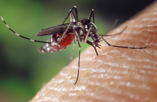 Archivo - Mosquito tigre