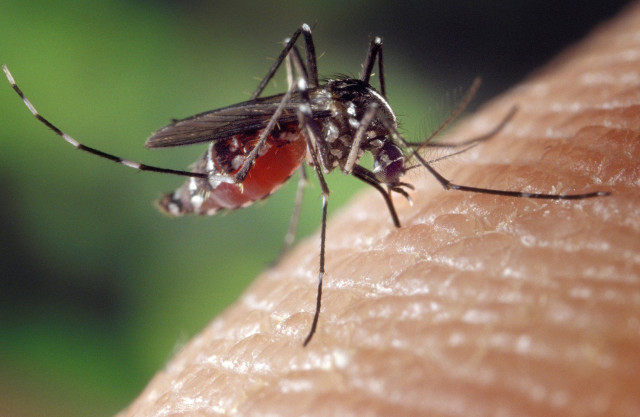 Archivo - Mosquito tigre