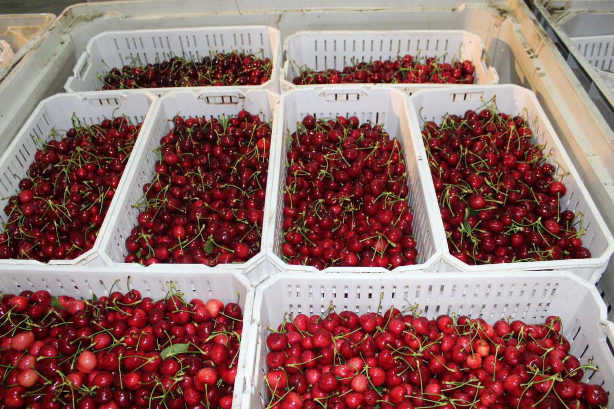 Foto cerezas