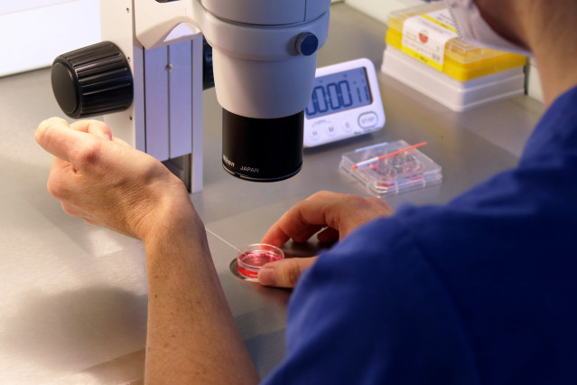 Archivo - Fecundación 'in vitro'