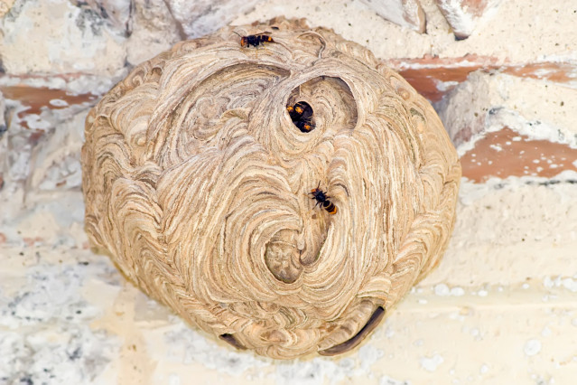 Archivo - Nido de avispa asiática