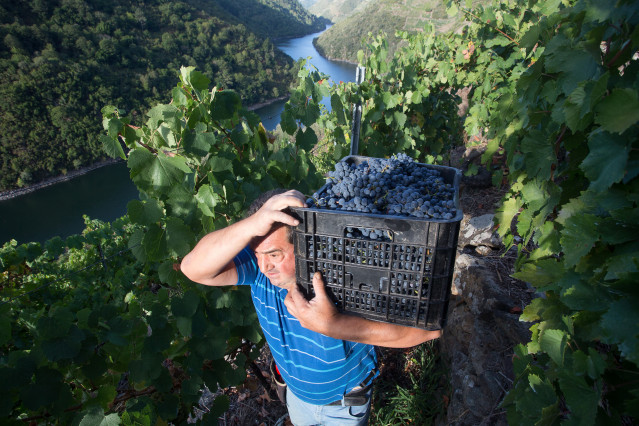 Archivo - Un vendimiador transporta en una caja parte de la cosecha recogida en el viñedo de la Bodega Algueira de la D.O. Ribeira Sacra de Lugo durante la temporada 2020, en Doade, Lugo, Galicia (España).