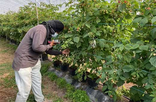 Detenidos en Portugal